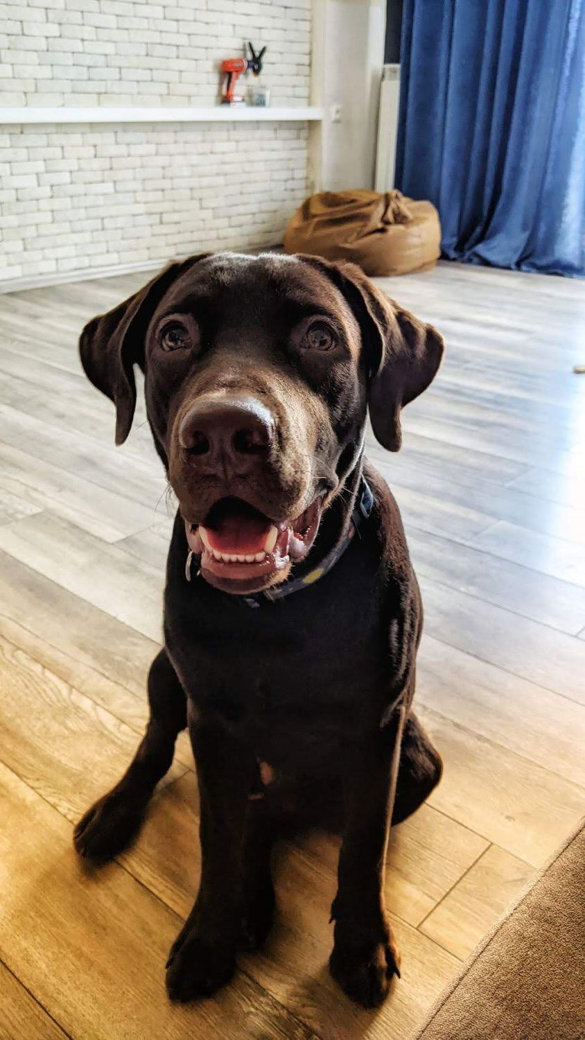 Tobby sitting on the floor and smiling with his mouth open