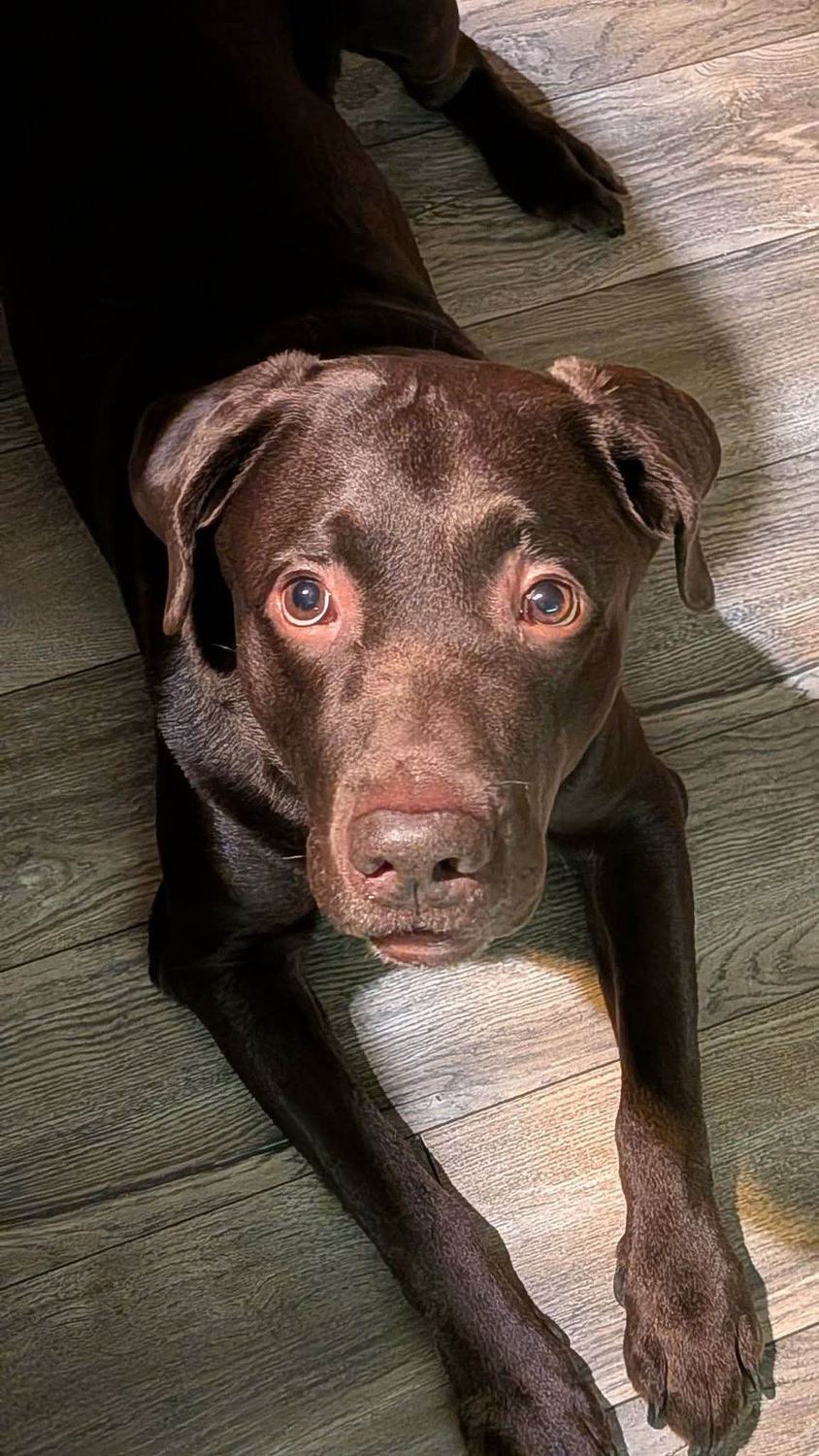 Tobby lying on a wooden floor with sunlight falling across his paws, looking up