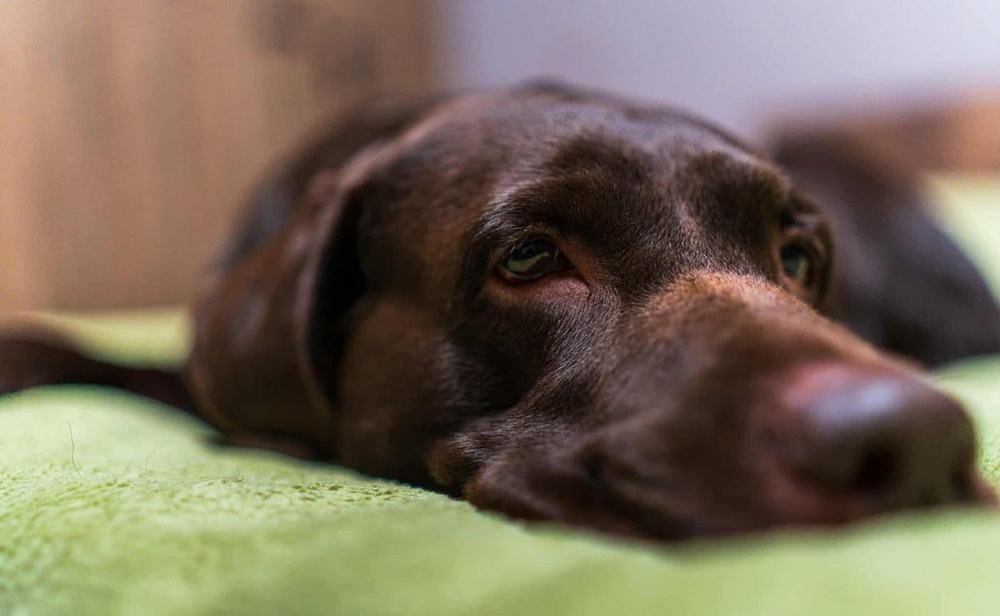 Tobby, a chocolate Labrador, resting his head on a soft green blanket and watching quietly