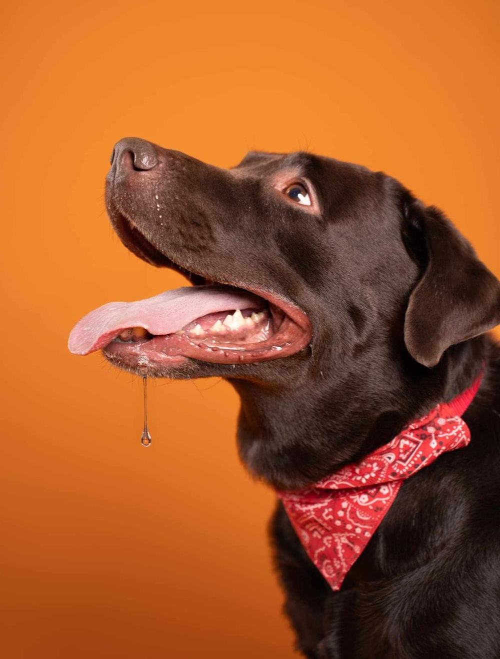 Tobby, a chocolate Labrador in a red bandana, looking up hopefully with a drop of drool