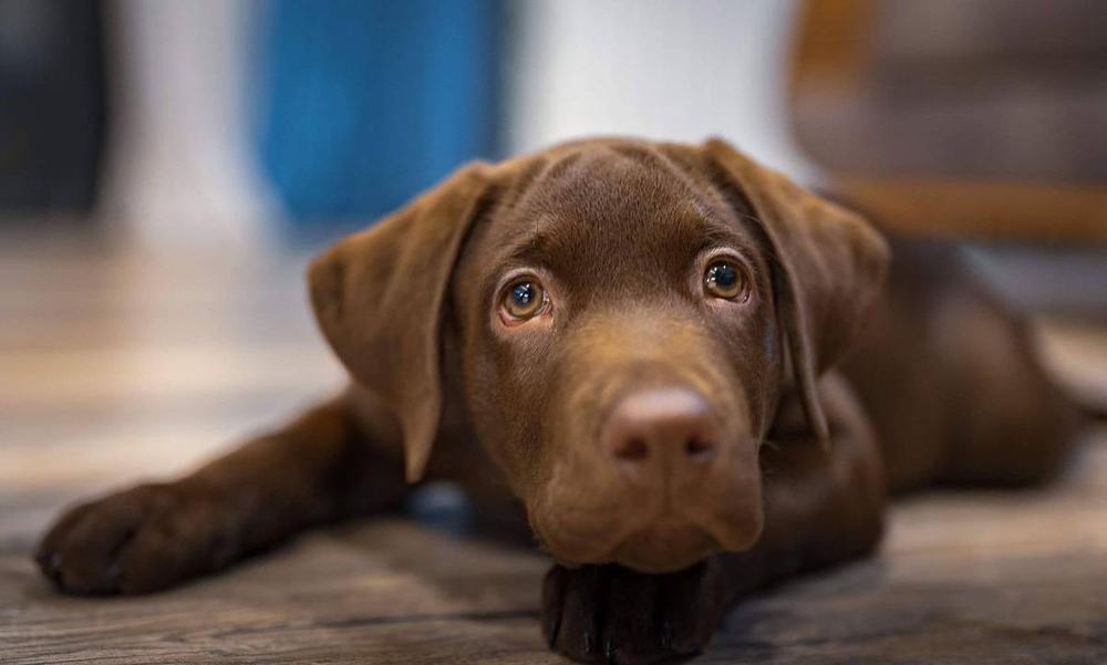 Tobby, a chocolate Labrador, lying on a wooden floor and looking up