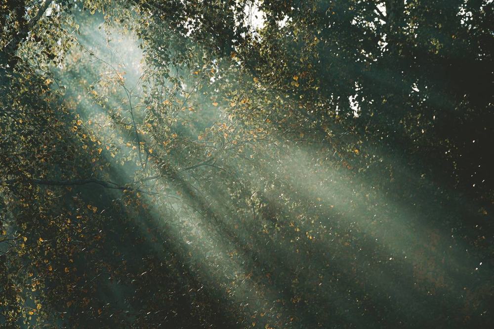 Soft sunlight falling through autumn leaves in a quiet forest