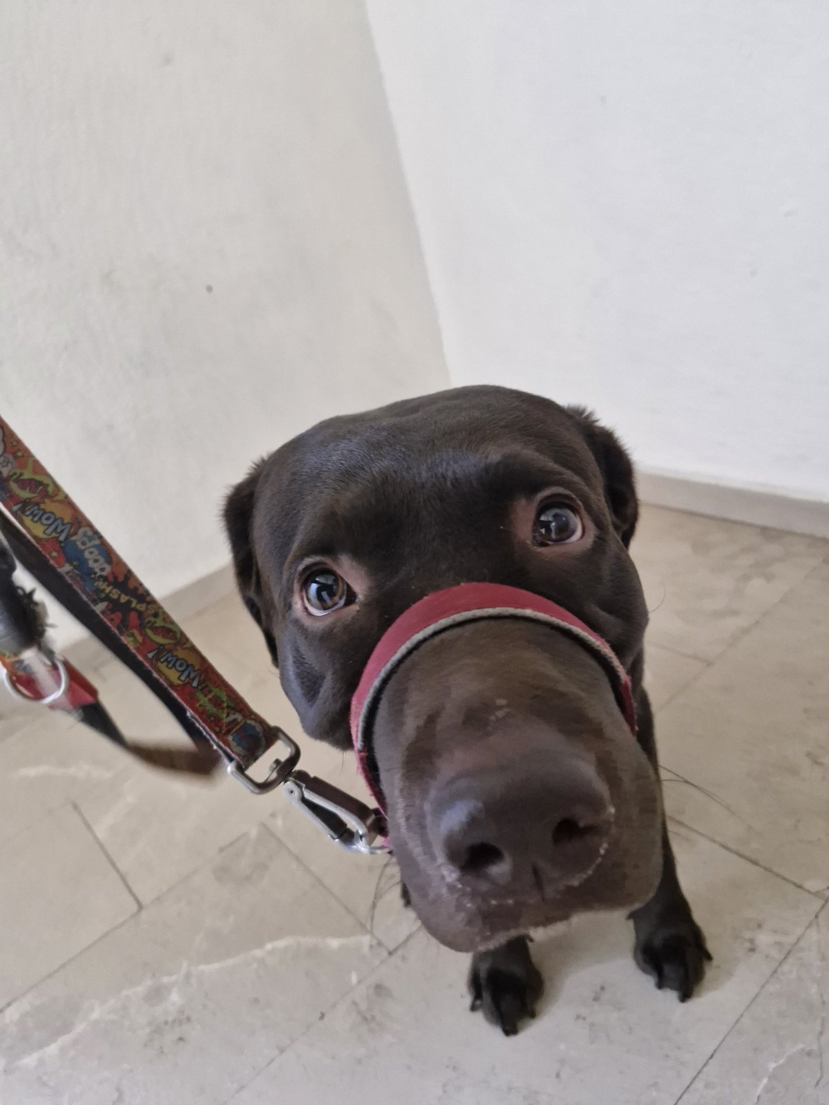 Tobby looking up from the floor wearing a soft head halter, with his leash in the frame